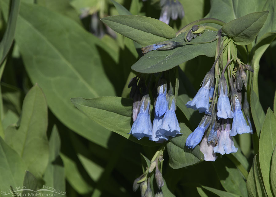 Mountain Bluebells in May, Wasatch Mountains, Summit County, Utah