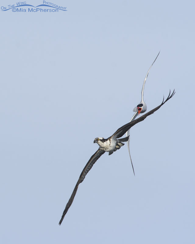 Caspian Tern chasing an Osprey, Salt Lake County, Utah