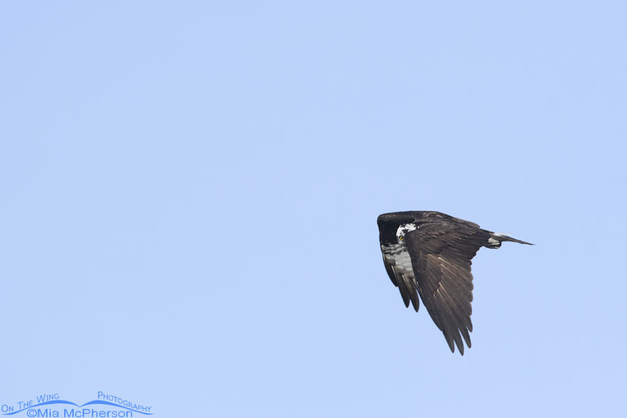 Peek-a-boo Osprey In Flight Over My Local Pond - Mia McPherson's On The Wing  Photography