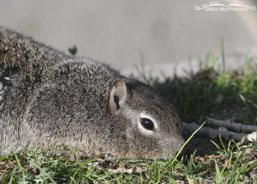 Rock Squirrel and a blade of spring grass, Salt Lake County, Utah