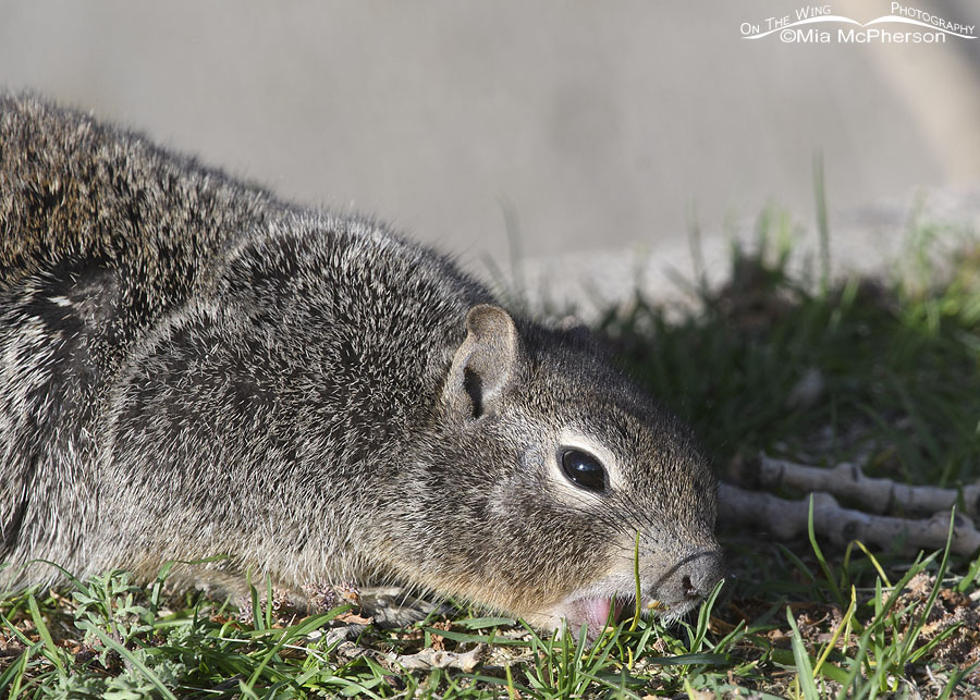Rock Squirrel eating a blade of grass, Salt Lake County, Utah