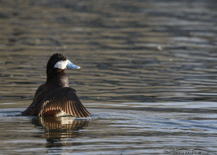 Drake Ruddy Duck shaking in morning light, Salt Lake County, Utah