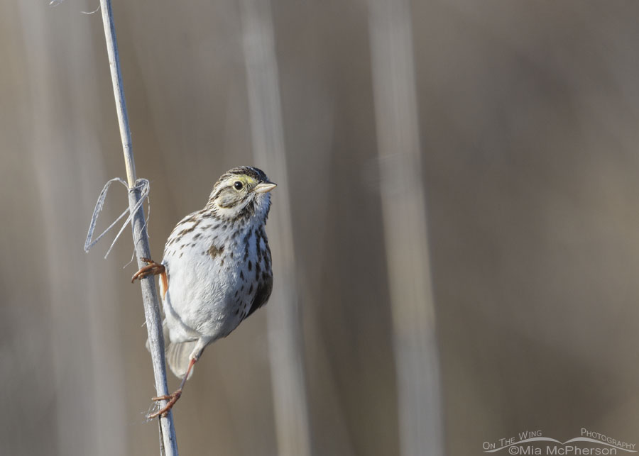 Spring Savannah Sparrow in side light, Bear River Migratory Bird Refuge, Box Elder County, Utah