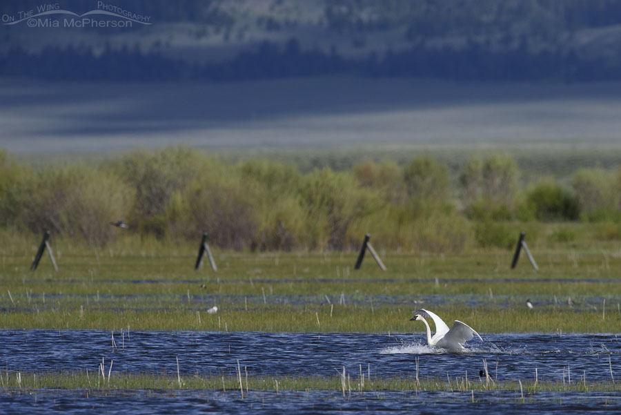Trumpeter Swan landing in the Centennial Valley, Beaverhead County, Montana