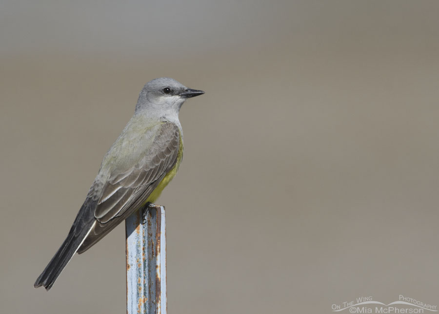 First of year Western Kingbird on a metal post, Bear River Migratory Bird Refuge, Box Elder County, Utah