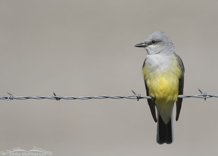 Spring Western Kingbird on a fence next to ranchlands, Bear River Migratory Bird Refuge, Box Elder County, Utah