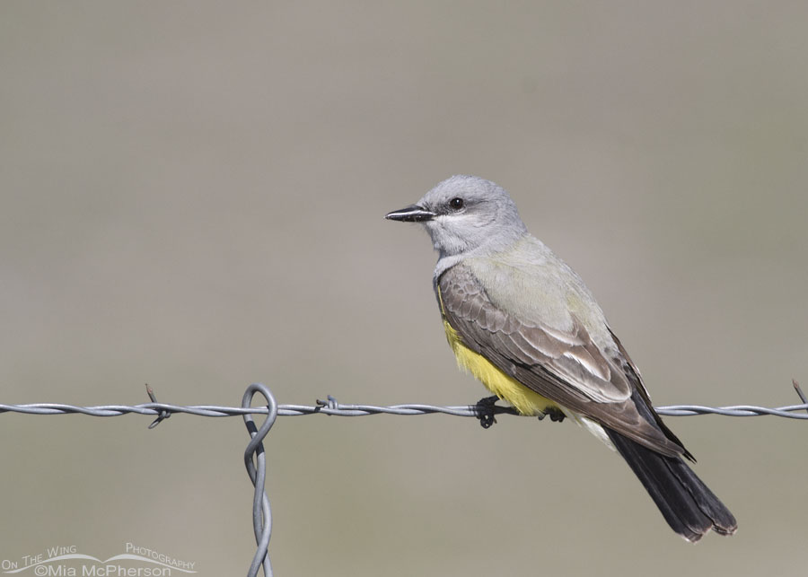 First of year Western Kingbird on a barb wire fence, Bear River Migratory Bird Refuge, Box Elder County, Utah