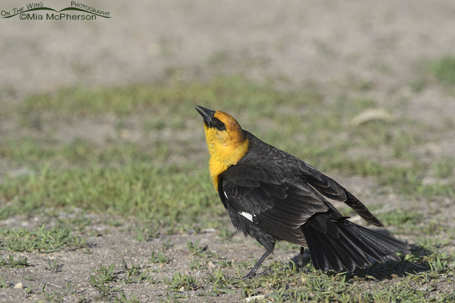 Male Yellow-headed Blackbird displaying on grass, Salt Lake County, Utah