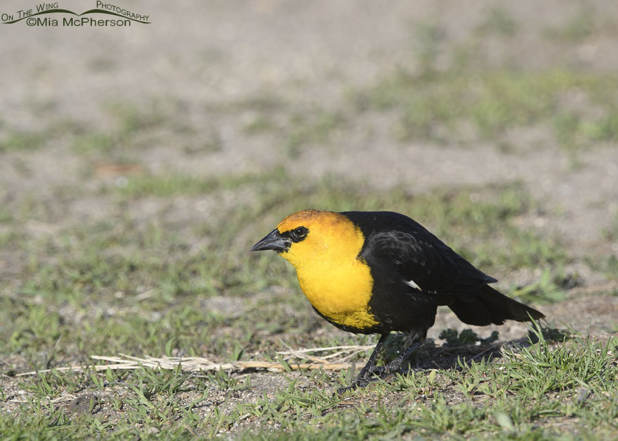 Serious looking male Yellow-headed Blackbird, Salt Lake County, Utah