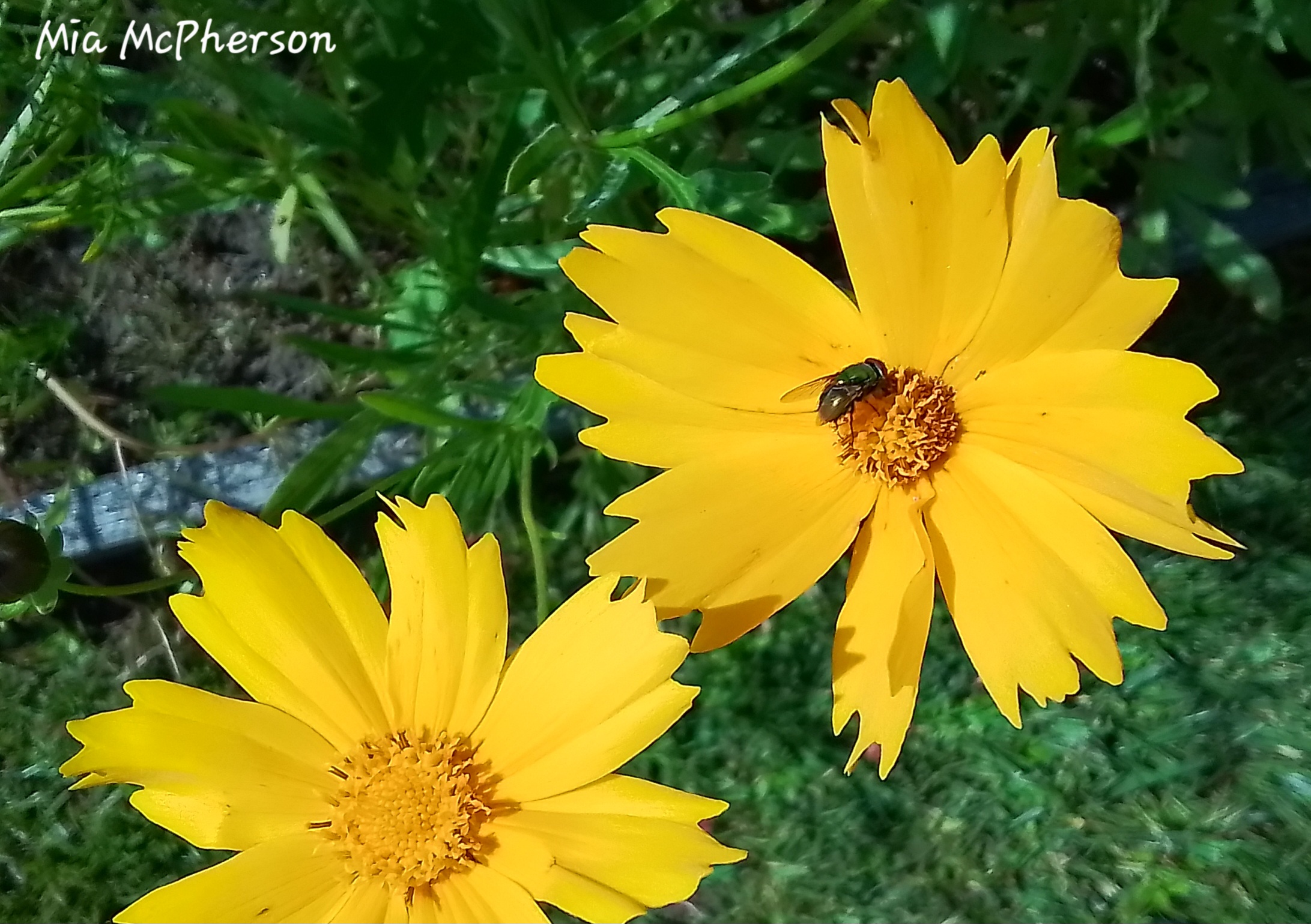 Coreopsis and a fly