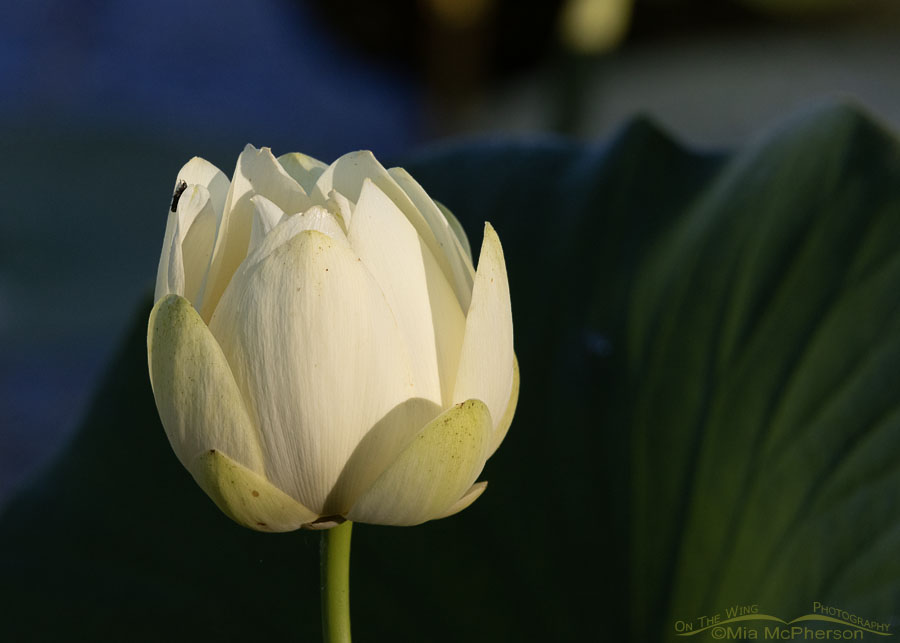 American Lotus in bloom, Sequoyah National Wildlife Refuge, Oklahoma