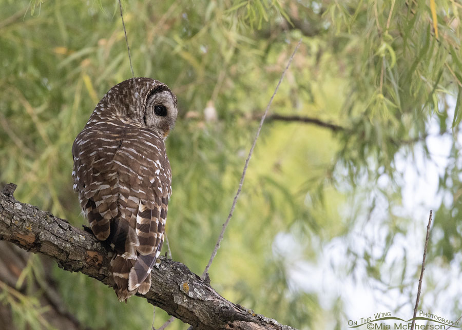 Adult Barred Owl in a willow, Sequoyah National Wildlife Refuge, Oklahoma