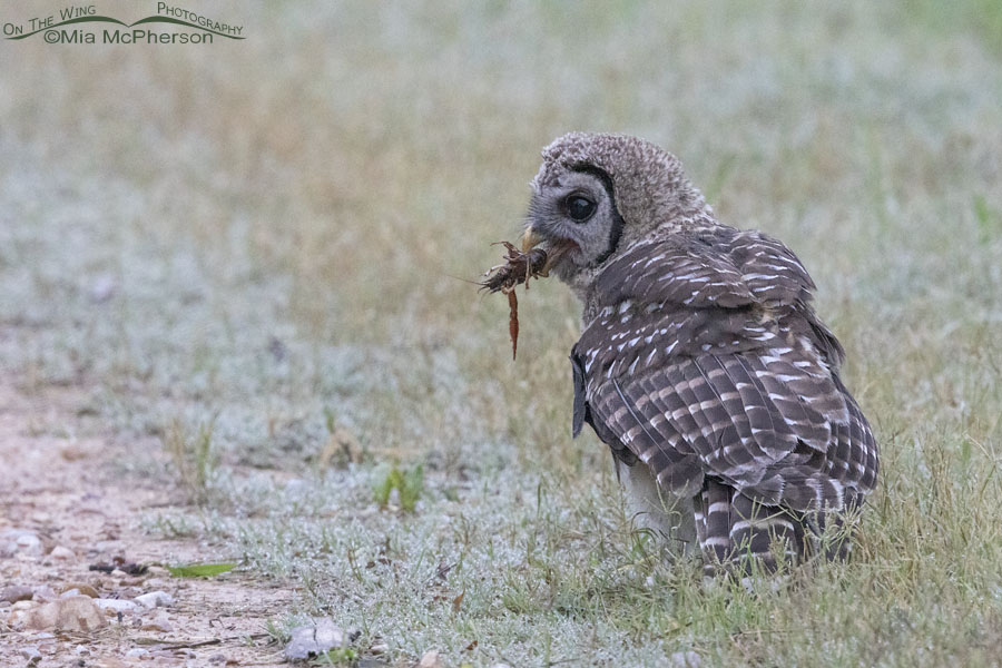 Fledgling Barred Owl with a crawdad, Sequoyah National Wildlife Refuge, Oklahoma