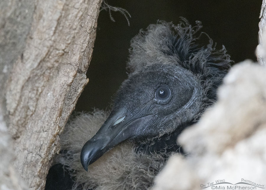 Young Black Vulture in a tree cavity nest, Sequoyah National Wildlife Refuge, Oklahoma
