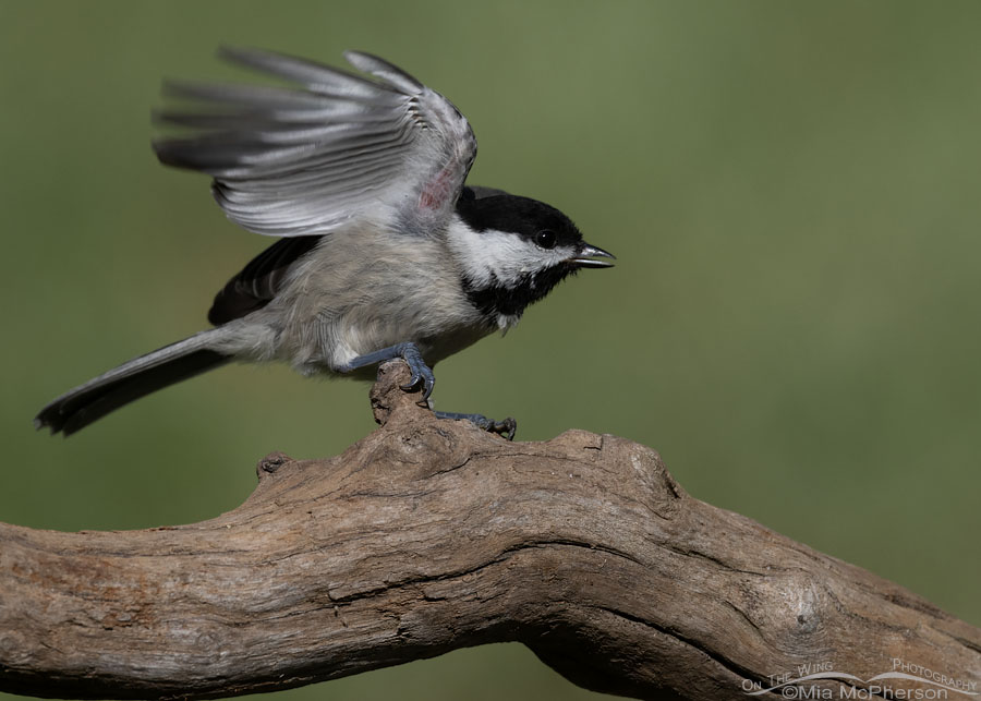 Carolina Chickadee pre-lift off pose, Sebastian County, Arkansas