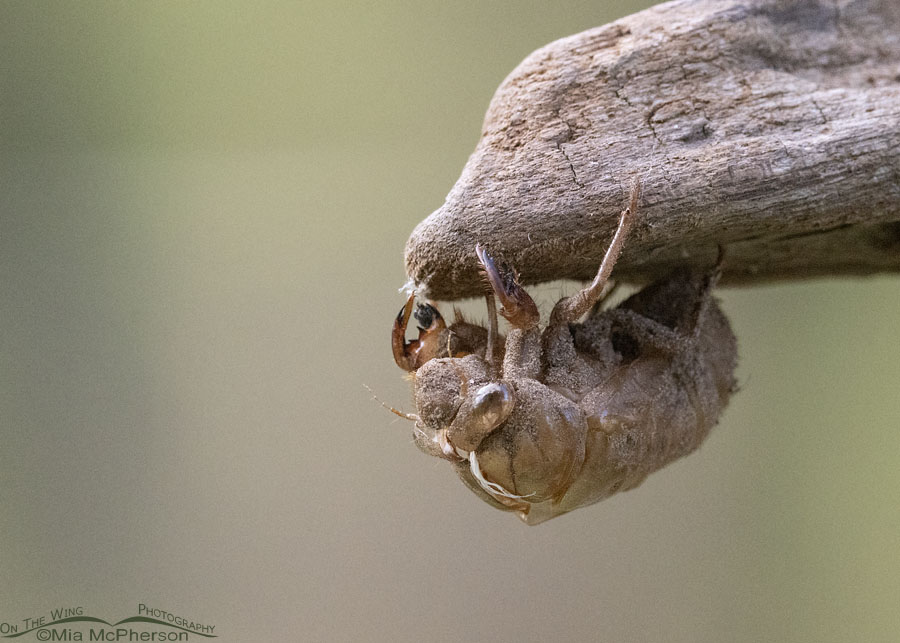 Cicada exuvia or exoskeleton in Arkansas, Sebastian County