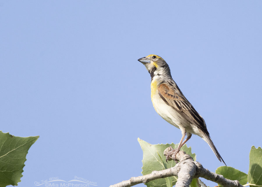 Adult male Dickcissel in pre-lift off pose, Sequoyah National Wildlife Refuge, Oklahoma
