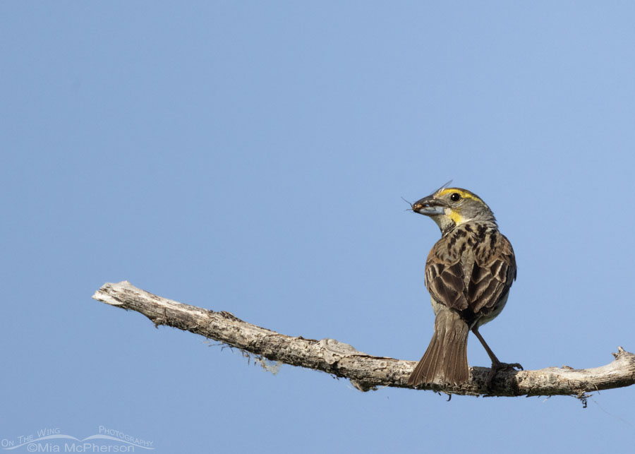 Adult male Dickcissel with a mayfly, Sequoyah National Wildlife Refuge, Oklahoma