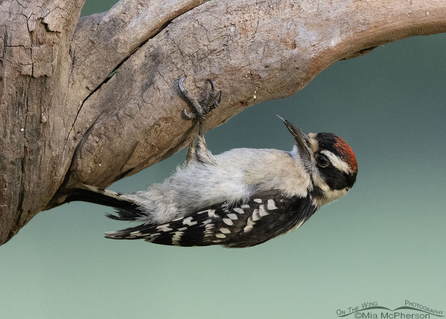 Downy Woodpecker with tongue sticking out, Sebastian County, Arkansas