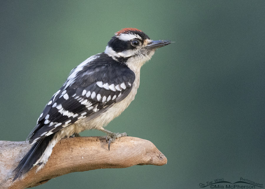 Downy Woodpecker in Arkansas, Sebastian County