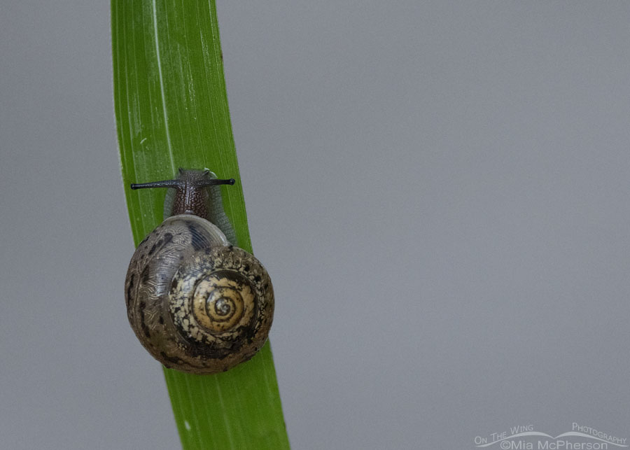 Land Snail on Johnson Grass, Sequoyah National Wildlife Refuge, Oklahoma