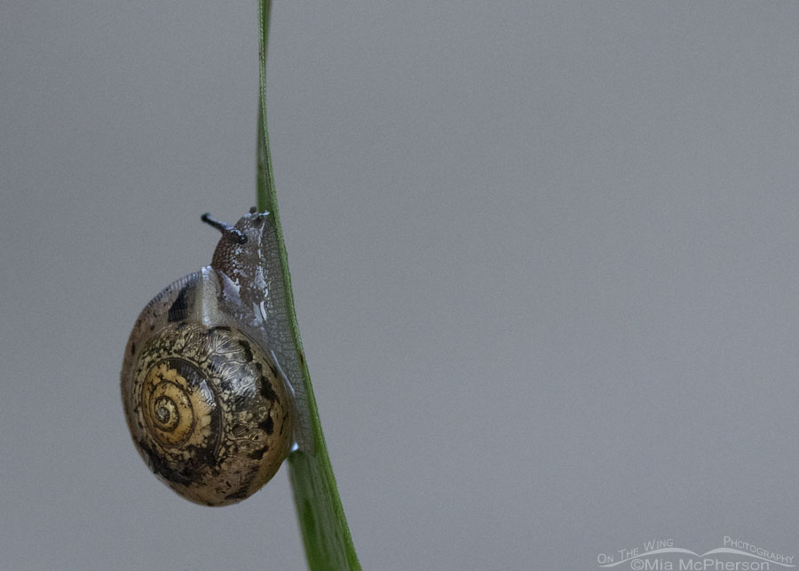 Land Snail at Sequoyah NWR, Oklahoma