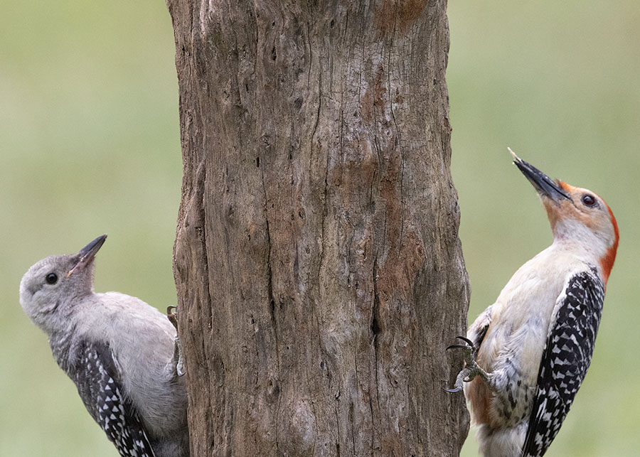 Young Red-bellied Woodpecker with an adult, Sebastian County, Arkansas