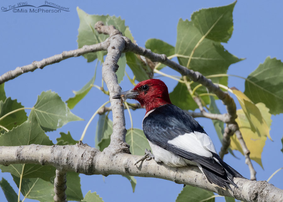 Red-headed Woodpecker adult with a mayfly, Sequoyah National Wildlife Refuge, Oklahoma