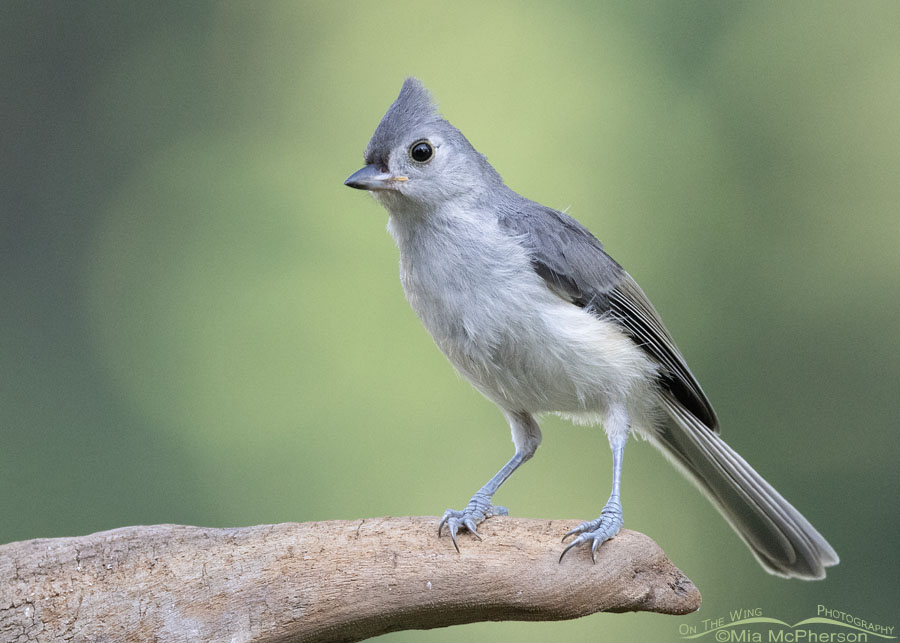 Young Tufted Titmouse perched on driftwood, Sebastian County, Arkansas