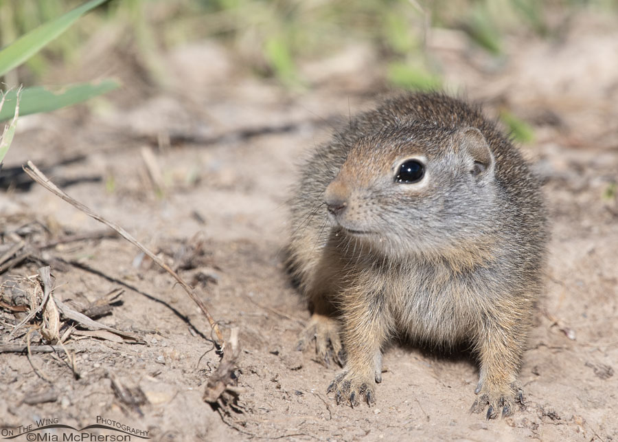 Baby Uinta Ground Squirrel in damp dirt, Wasatch Mountains, Summit County, Utah
