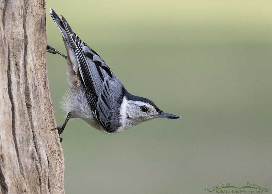 Adult White-breasted Nuthatch under a feeder, Sebastian County, Arkansas