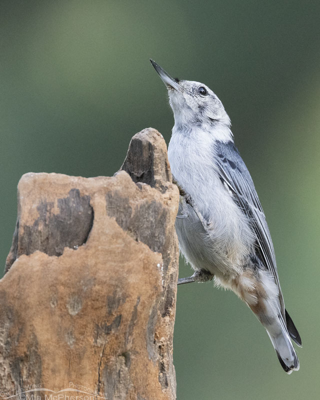 White-breasted Nuthatch in Arkansas, Sebastian County
