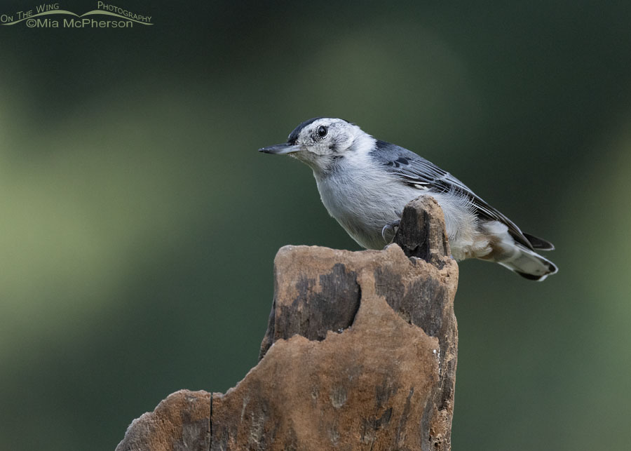 White-breasted Nuthatch on driftwood, Sebastian County, Arkansas