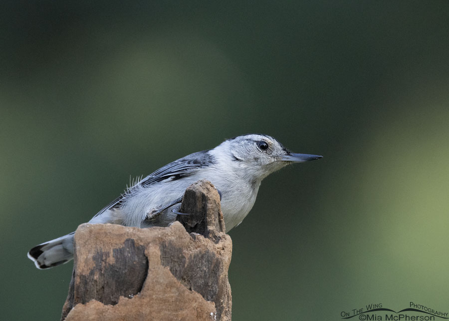 Adult White-breasted Nuthatch up close, Sebastian County, Arkansas