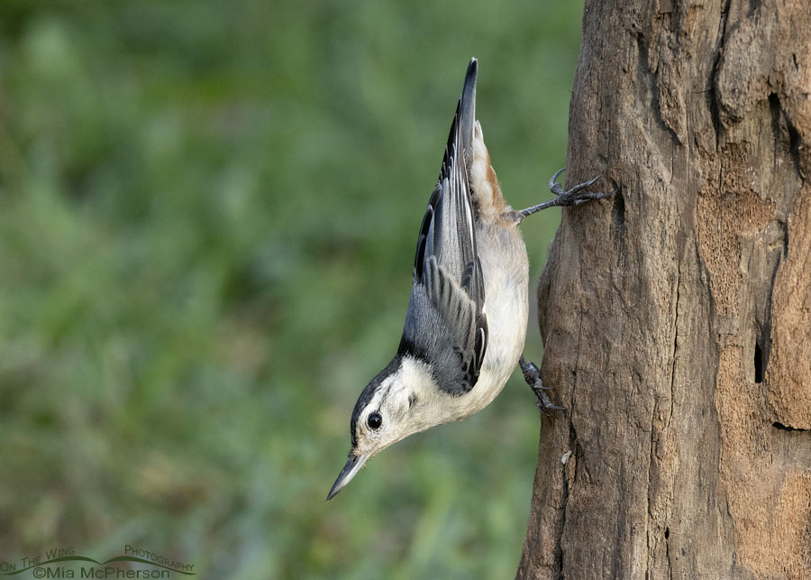 White-breasted Nuthatch Images