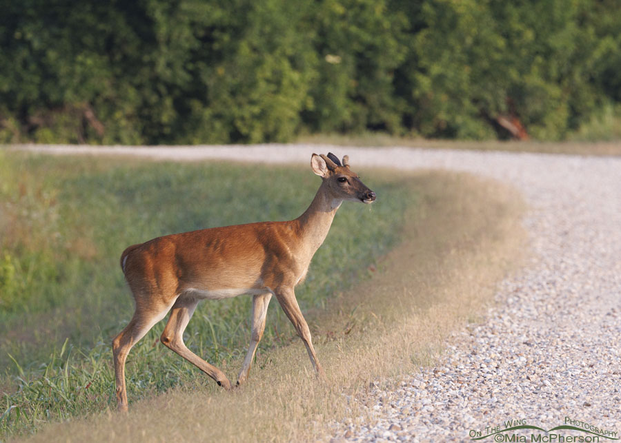 Roadside White-tailed Deer buck, Sequoyah National Wildlife Refuge, Oklahoma