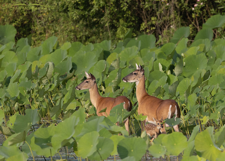 White-tailed Deer does and fawn in lotus leaves, Sequoyah National Wildlife Refuge, Oklahoma