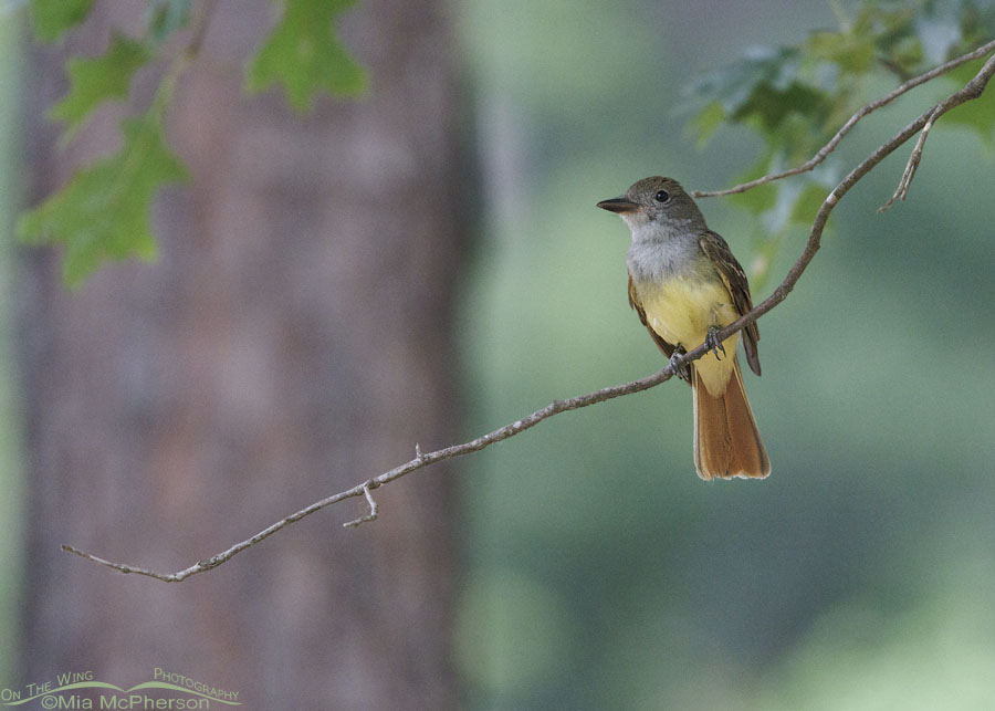 Great Crested Flycatcher Images