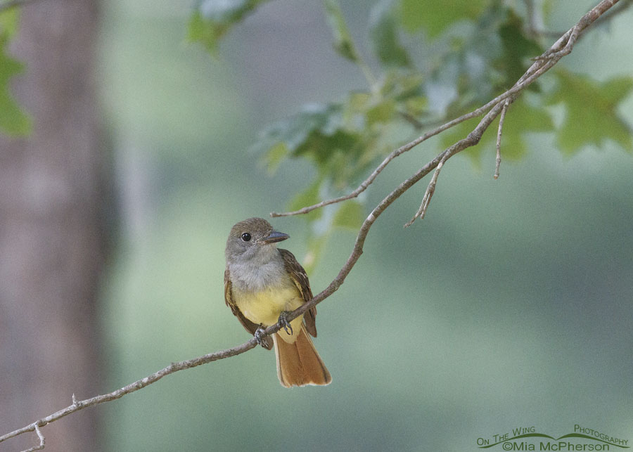 Great Crested Flycatcher Images