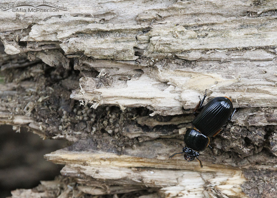 Horned Passalus Beetle at Sequoyah NWR, Sequoyah National Wildlife Refuge, Oklahoma