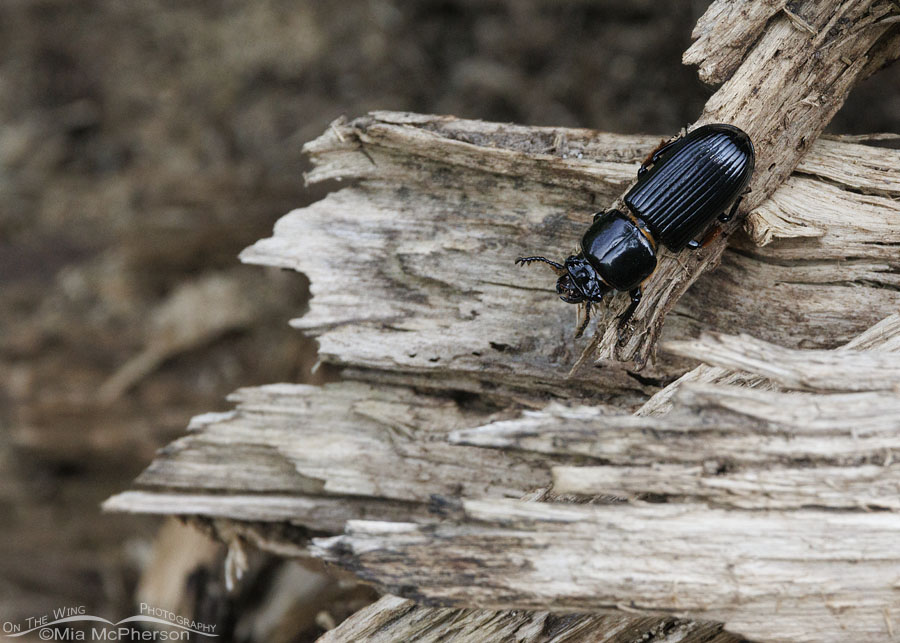 Horned Passalus Beetle crawling down a fallen log, Sequoyah National Wildlife Refuge, Oklahoma