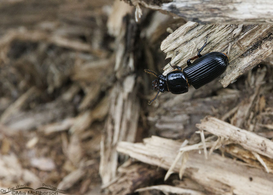 Horned Passalus Beetle in Oklahoma, Sequoyah National Wildlife Refuge, Oklahoma