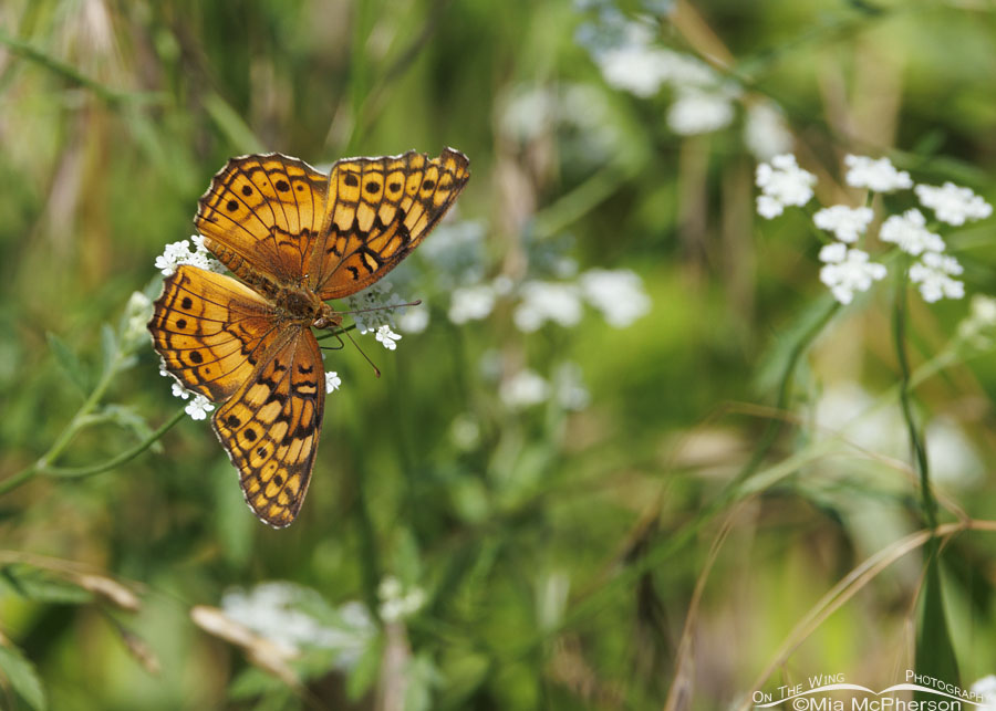 Variegated Fritillary Butterfly Images