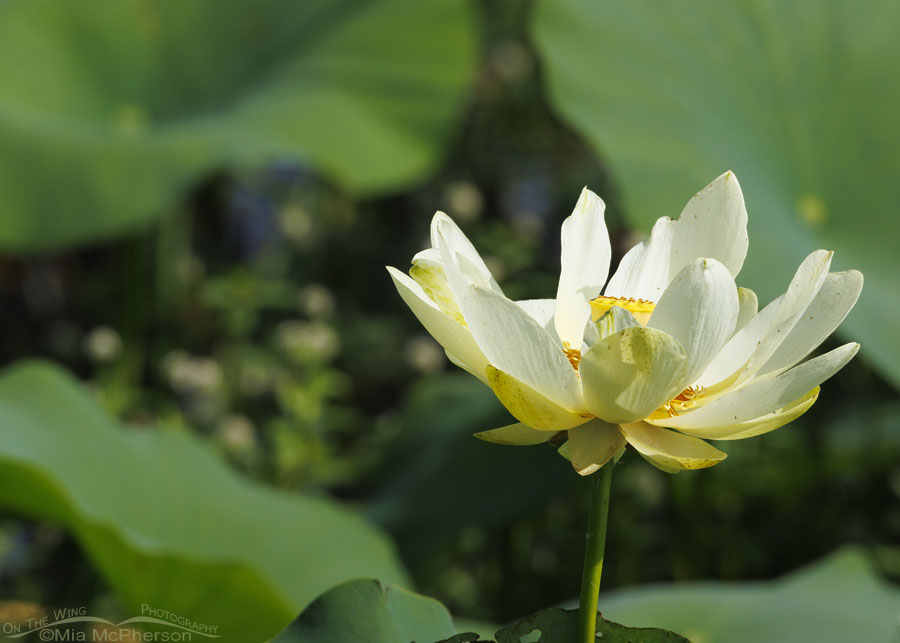 Blooming American Lotus, Sequoyah National Wildlife Refuge, Oklahoma