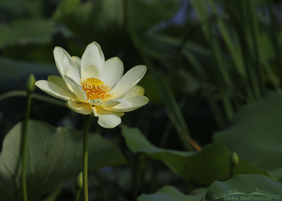 American Lotus blossom at Sequoyah National Wildlife Refuge, Oklahoma