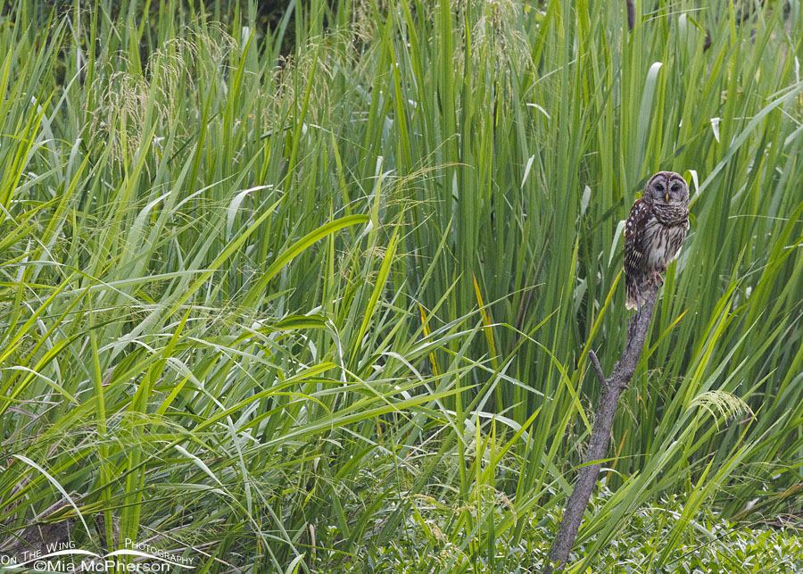 Barred Owl adult - small in frame, Sequoyah National Wildlife Refuge, Oklahoma