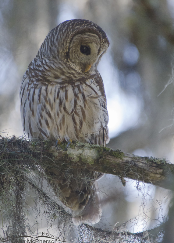 Barred Owl, Lettuce Lake Park, Hillsborough County, Florida