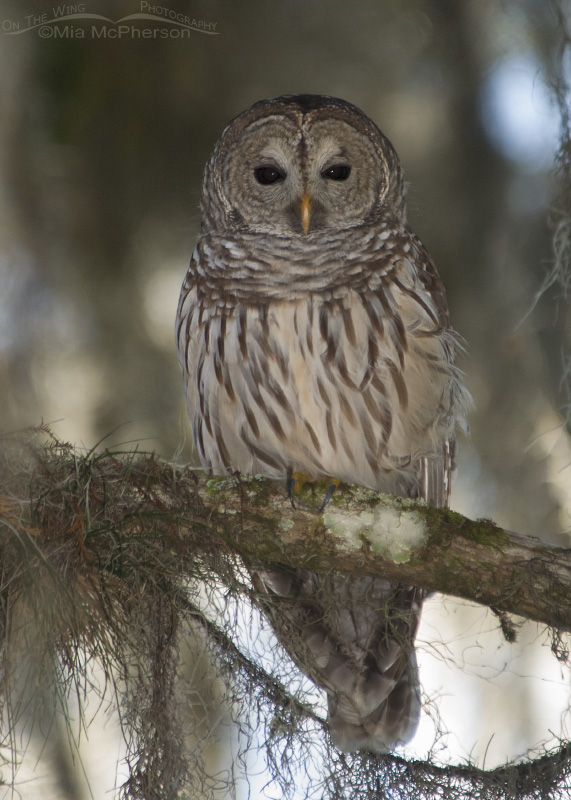 Barred Owl at Lettuce Lake Park, Hillsborough County, Florida