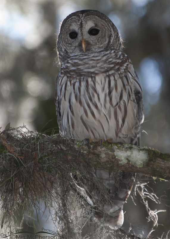 Barred Owl and Spanish Moss, Lettuce Lake Park, Hillsborough County, Florida