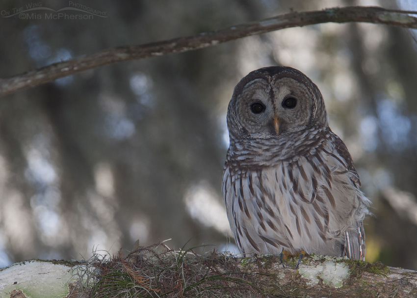 Barred Owl, Spanish Moss and Dappled Light, Lettuce Lake Park, Hillsborough County, Florida